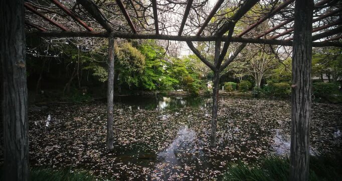 Reflection pond filled with cherry blossom petals near wooden structure - wide, steady cam forward shot
