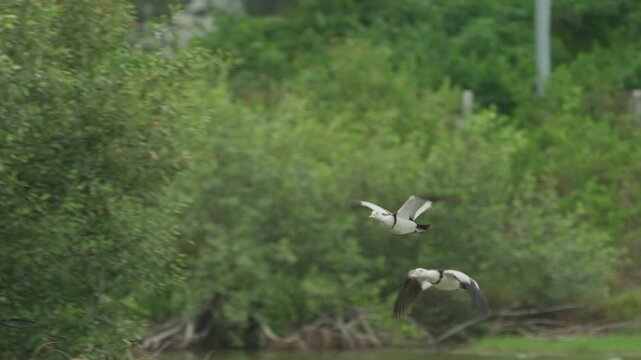 Radjah Shelduck in lake found in Thailand, this is a rare migratory waterfowl from Australia and New Guinea.