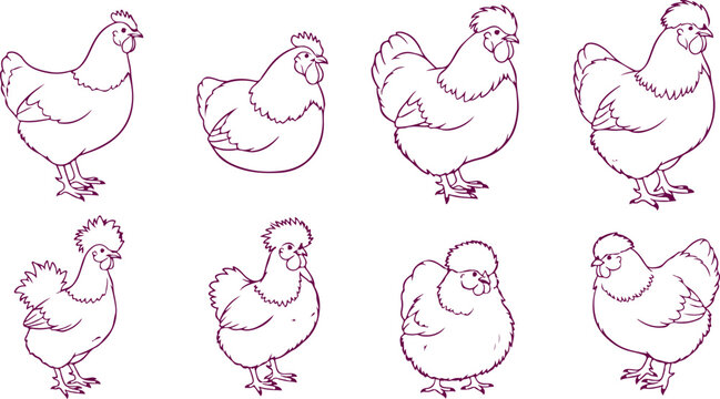Various types of chickens detailed line art for farm and poultry illustrations.