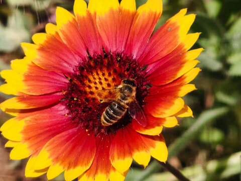 Biene auf einer rot-gelben Kokardenblume im Sonnenschein