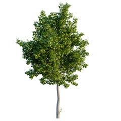 Fototapeta premium Isolated Norway Maple tree (Acer platanoides) on black background, young deciduous tree model for architectural rendering, professional garden design element, high quality cutout.