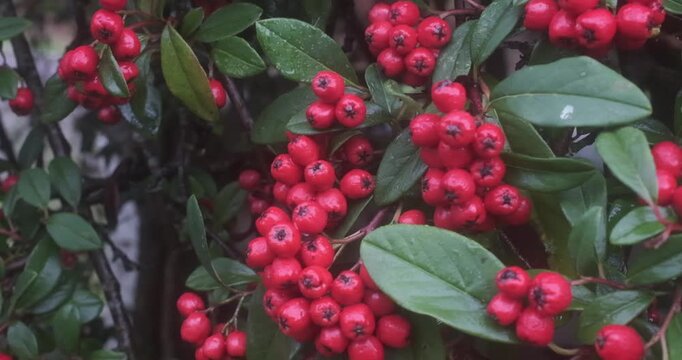 The berries are small and round, growing in dense clusters.
