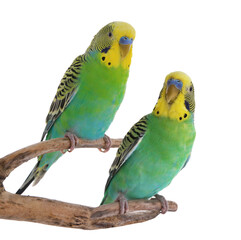 Fototapeta premium Bright parrots on branch against white background. Cute pet