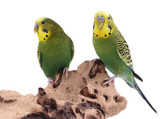 Fototapeta premium Bright parrots on wood against white background. Cute pet