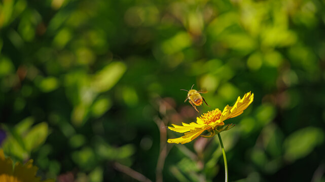 Cute fuzzy honey bee taking off from a yellow flower in full flight macro (Close-up of a chubby honeybee flying away from a yellow wildflower in spring sunshine)