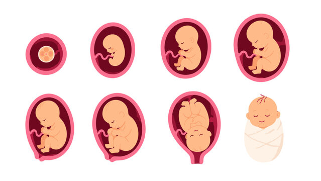 Stages of fetal development in the womb with newborn baby