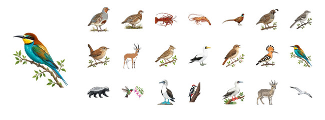Realistic Wildlife and Bird Species Vector Illustration Clipart Set © simbah