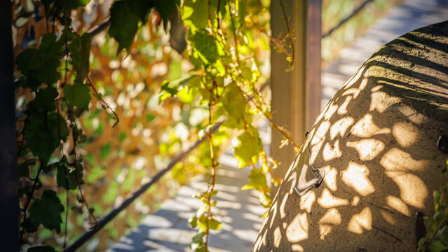 Beautiful leaf shadows and dappled sunlight pattern on traditional Korean clay jars (Aesthetic shadow of ivy leaves on the surface of an old earthenware pottery jar)