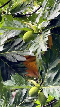 Vertical close up of breadfruit tree branches with green leaves and young fruits swaying in the wind in Sri Lanka