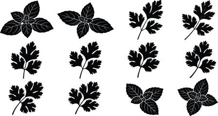 Black Silhouette Herb Basil Parsley Mint Coriander Culinary Kitchen Spice Botanical Leaf Nature Vector Icon Design Set © jamiul