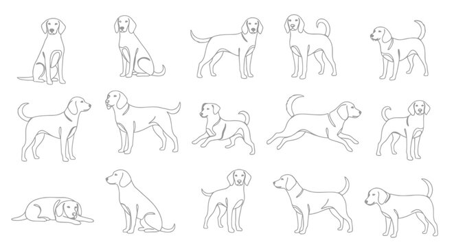 A collection of line drawings showcasing various poses and actions of a beagle dog, from sitting and lying down to running.