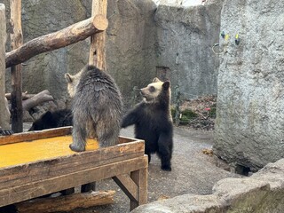 Two young bear cubs playing at a Japanese bear park, one standing against a wooden feeder. The fuzzy brown cubs look curious in an enclosure with rocky stone walls as a natural backdrop. © Jathuchai