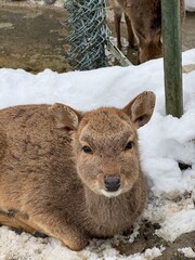 Obraz premium Intimate close-up of a capybara (world's largest rodent) lying in fresh white snow at a Japanese zoo. Its large nose, small eyes and dense brown fur show in detail, relaxed and content in winter.