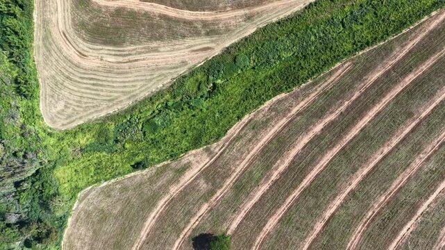 Aerial view of curved agricultural fields with a single tree standing alone in the center of the frame