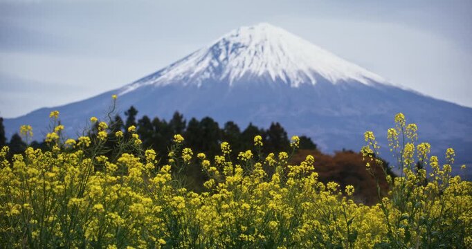 Rapeseed plants in foreground with majestic Mt. Fuji in distance