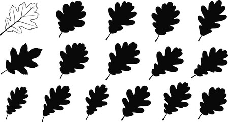 Black Silhouette Oak Leaf Lobed Autumn Botanical Nature Foliage Tree Forest Organic Seasonal Plant Vector Icon Design Set © jamiul
