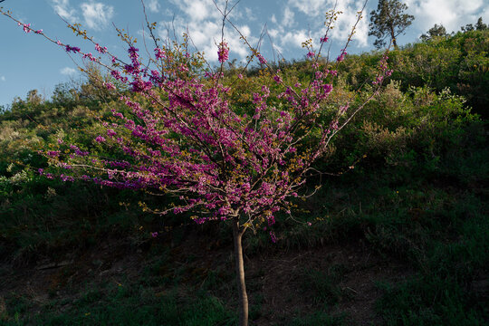 Blooming tree with pink flowers on a hillside during daytime in Lisi Lake Green Zone, Tbilisi, Georgia 