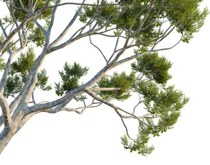 Isolated graphic element featuring the wide-spreading branch system of a Corymbia citriodora tree against a solid black background. The highlight of this image is the intricate skeleton of pale grey b © NguyenDuc