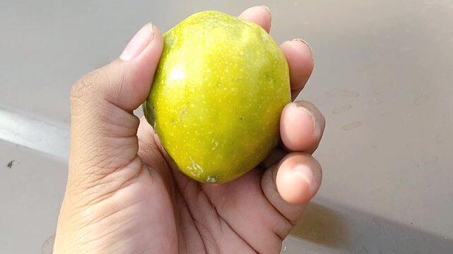 Close up of a large ripe Citrus limon orange yellow lemon in the garden