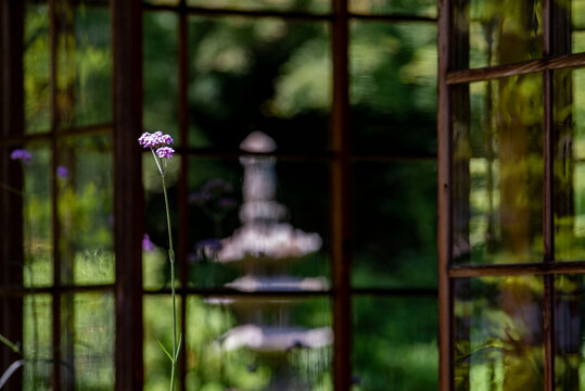 鎌倉2661　浄智寺33　待宵草