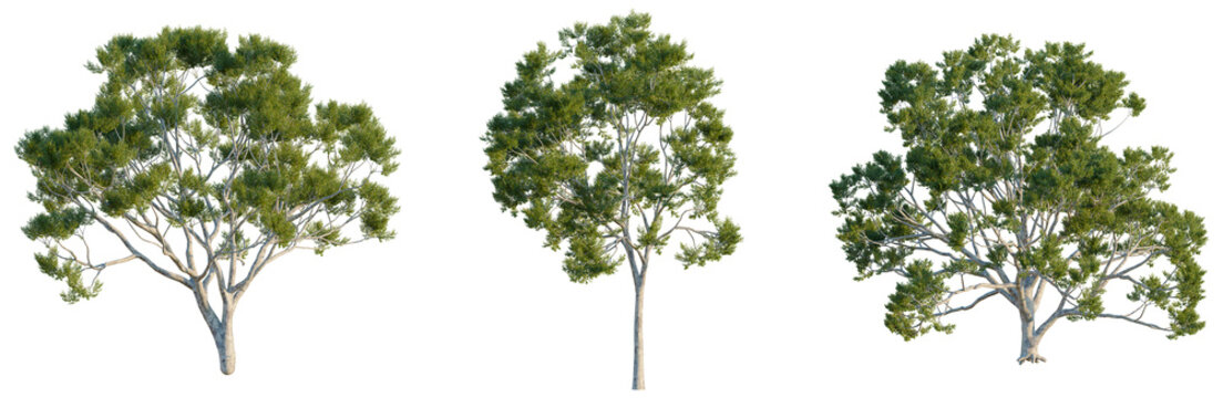 A panoramic presentation of three full-sized Corymbia citriodora trees, showing different growth habits, ages, and canopy shapes, lined up and isolated on a solid black background. The tree on the lef