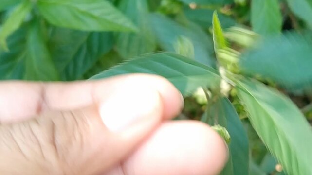 Small green Sida rhombifolia plant seedling growing from scattered seeds