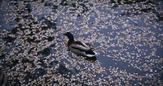 Duck floating across Japanese pond surface with large, colorful fish below the surface - high shot