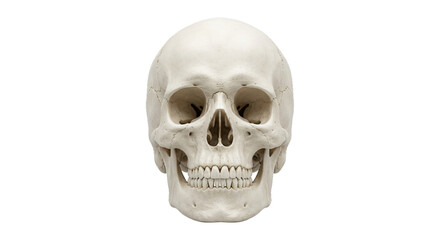 Anatomically correct human skull with detailed bone structure and teeth © Sapphire