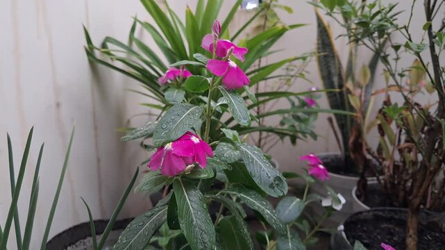 A close up video capturing a lush green garden bush covered in delicate pink adenium flower blossoms glistening under rain drops.