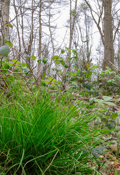 A woodland landscape with trees and grass on the forest floor