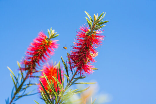 Vibrant red Callistemon flower visited by a bee in sunlight.