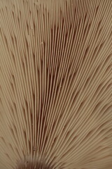 close up of mushrooms © BURAK EMRE