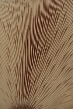 close up of mushrooms