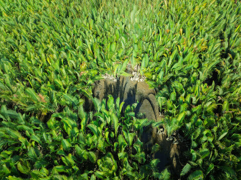 Aerial view of dense nipa palm vegetation surrounding a small clearing within a lush tropical wetland landscape.