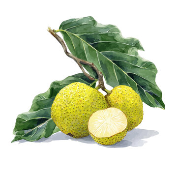 Breadfruit watercolor vector art, beautifully detailed hand-painted illustration isolated on a clean white background