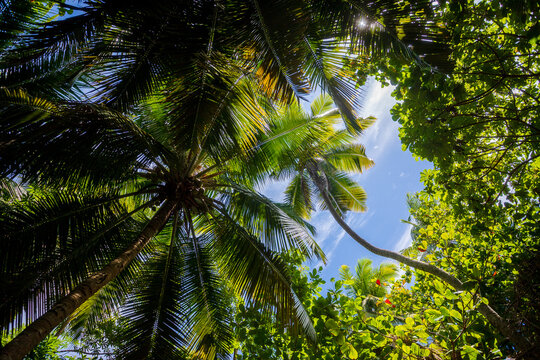 p&eacute;s de coco rodeado de verde com muitas folhas em vegeta&ccedil;&atilde;o de mata atl&acirc;ntica