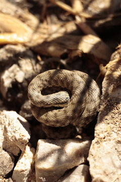 natrix snake 