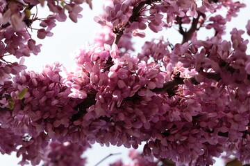 pink cherry blossom © BURAK EMRE