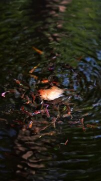 Vertical Video of Colorful Guppy Fish Swarm Feeding on Water Surface