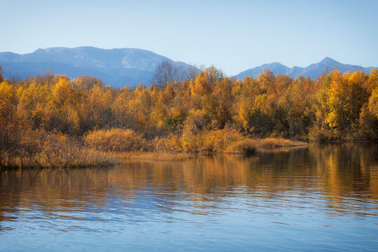 A beautiful autumn forest with bright yellow larches against a backdrop of snow-capped mountains. Tunka Valley. Buryatia, Russia.