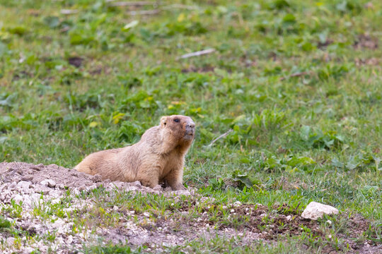 Bobak marmot stand on a grass on summer day close up