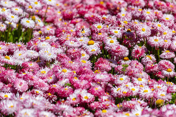A close-up of a flowerbed with colorful blooming daisies © Shchipkova Elena