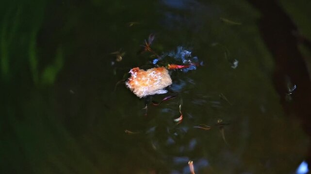 Sunlit Guppy Fish School Swimming on Surface of Abandoned Water Well