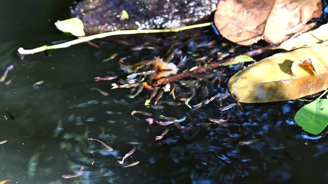 Colorful Guppy Fish School Feeding on Bread Crumbs in Freshwater Pond