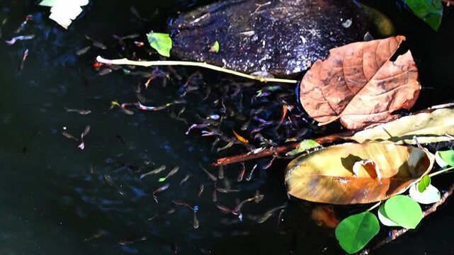 Colorful Guppy Fish School Feeding on Bread Crumbs in Freshwater Pond