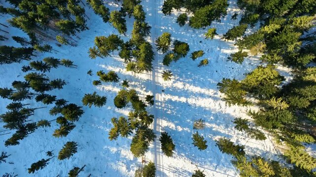 Top down aerial forward tracking shot over dense green spruce forest and frozen snow covered ground