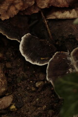 mushroom in the forest © BURAK EMRE