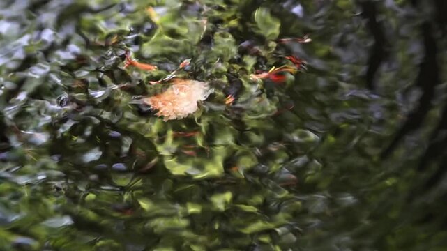 Sunlit Guppy Fish School Swimming on Surface of Abandoned Water Well