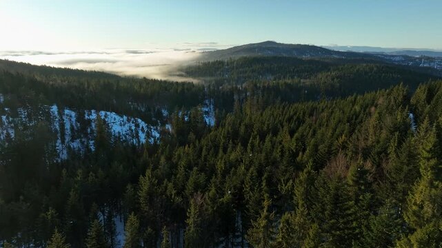 Aerial low forward flight over green spruce tree tops revealing misty winter valleys at sunrise