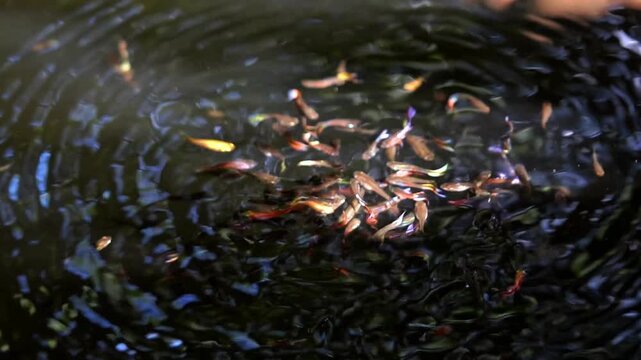 Slow Motion of Colorful Guppy Fish School Swarming and Eating Bread Crumbs